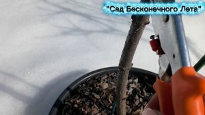 Зимовка метельчатых и древовидных гортензий. Весенняя формирующая обрезка метельчатых гортензий.