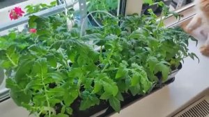 Когда сеять томаты на рассаду в 2026 году, чтобы рассада томатов была крепкой и толстой