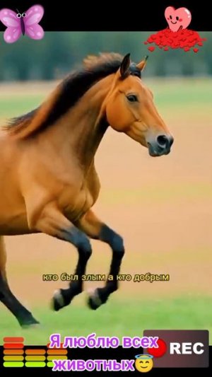 Животные приколы и не только😅