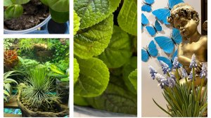 Создаю весеннее настроение! Плодовитая Тилландсия! Отчет о работе!