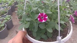 Обзор вегетативных петуний в нашей теплице