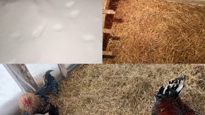 Приходила лиса во двор, проверяю всех своих пернатых. уборка у уток.