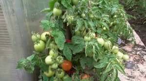 ПОСЕВЫ 2026-62. Посеяла томат Ренет. №5. Что это за сорт? Полный обзор.