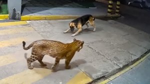 Когда животные связались не с тем противником.