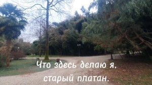 Что здесь делаю я, старый платан ❤️