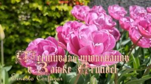 Фестиваль тюльпанов в Замке Arundel  *