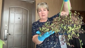 ПЕРЦЫ всходят. Черенкую КОЛЛИЗИЮ .Рецепт ХЛЕБА