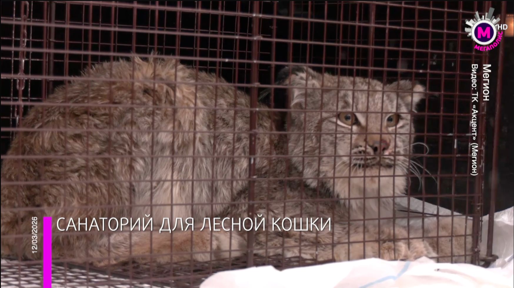 Санаторий для лесной кошки - Мегион