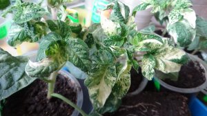 ПОСЕВЫ 2026-66. Посеяла Томатного Гнома Ниму вариегатный. №900-33. Уникальный сорт!