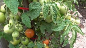 ПОСЕВЫ 2026-67. Томат Ренет еще раз посеяла для выращивания в теплице.