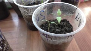 Если скручиваются листики у рассады