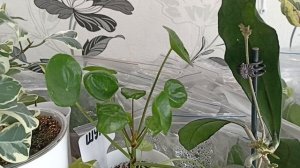 Комнатные Растения На Стеллаже В Марте