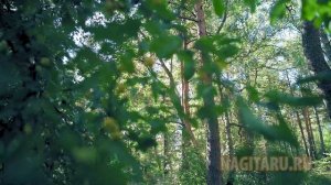 Для начинающих - Как развить музыкальный слух без гитары и др. инструментов