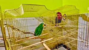 КЛАССНОЕ ВИДЕО! Благодаря подписчикам на Бусти мы поменяли вольеры попугаям на новые удобные вольеры