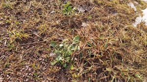 Загуляла Я . Прошлась по скверу.Река подо льдом.