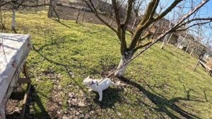 Алиса Неземная- УТРЕННЯЯ ПРОГУЛКА С ТАЙСИКОМ