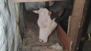 Беспокоить не стала. Будем перестраиваться!