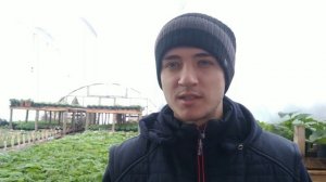 Выгодно ли выращивать ПЕТУНИЮ