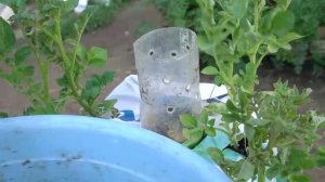 Почему картошка в мешках бьет все рекорды? 🥔 Раскрываю секрет огромного урожая!