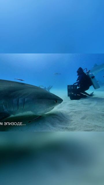 Акулы - одни из самых дружелюбных существ?