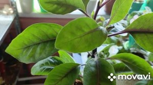 12 марта занимаюсь с пеларгониями