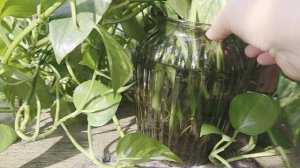 Эпипремнум черенки с корнями.mp4