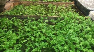 ТЕПЛИЦА В ТЕПЛИЦЕ!