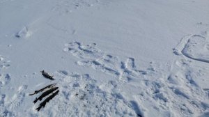 Рыбалка на жерлицы, наш улов. Щука на жерлицы.