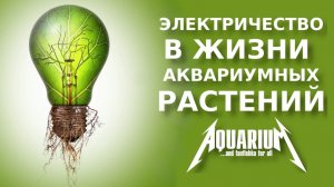 Электричество в жизни аквариумных растений, интересные факты!