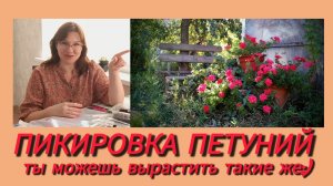 Пикировка петуний✅