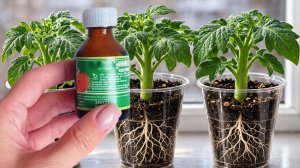 1 Капля заставляет любую рассаду толстеть и активно развиваться!