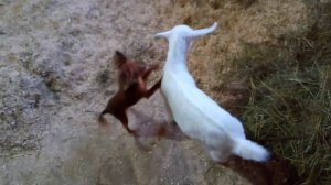 Тойтерьер против козлёнка