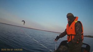 ОНЕЖСКОЕ ОЗЕРО 31.05.2025 ТРОЛЛИНГ СУДАКА первый в сезоне )