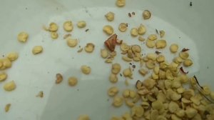 КУПИЛ СЕМЕНА НА АЛИЭКСПРЕСС И ВОТ ЧТО ВЫРОСЛО