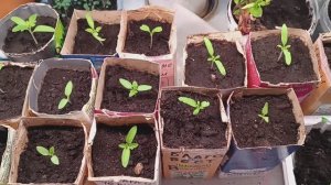 Обзор рассады высокорослых томатов 10 марта 26 года.