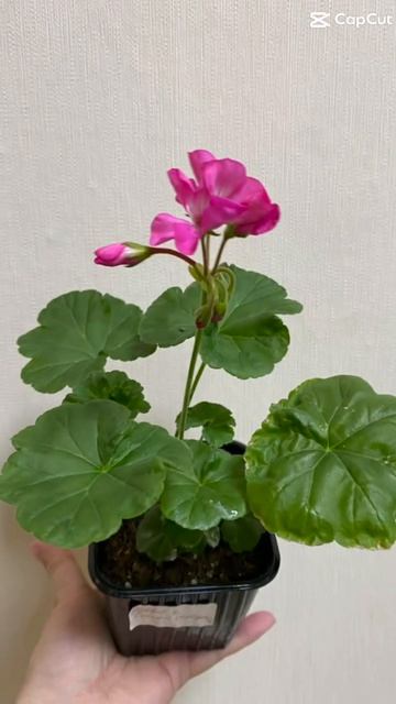 Цветы весну встречают