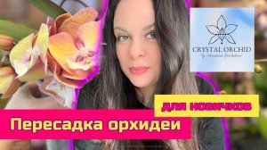 Пересадка орхидеи  из магазина Crystal Orchid для новичков