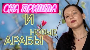 Классные арабские парфюмы