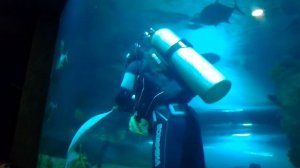 Кормление акул