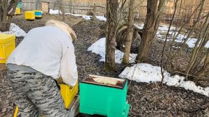 Пересадка слабых семеек))