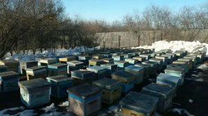 Выставка и ранний облёт пчёл.