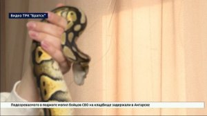 Семья из Братска ждет необычное пополнение — их питомец питон Феня скоро станет мамой