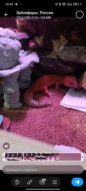 линька у ящерицы эублифар