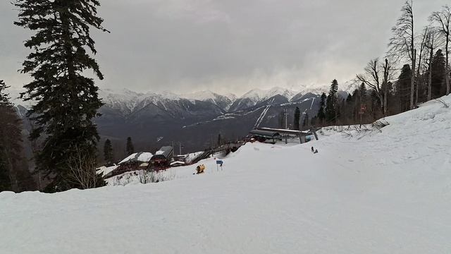 2026-02-16 Сочи. Панорама - Реликтовый лес