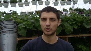 Какие стаканчики использую для рассады и почему