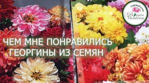 Новый взгляд на георгины