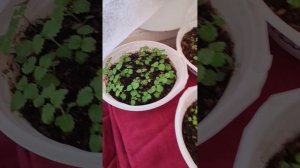 Семена с Озона ❌🧐не рекомендую... 
Семена с магазина ✅
И напомню, лампы у нас самые слабые.