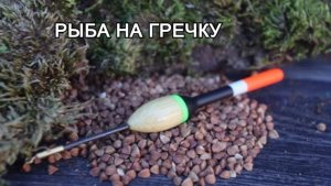 Как рыба реагирует на гречку. Смотрим что получилось.