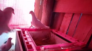 голуби часть 3