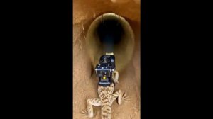 Калейдоскоп 64.